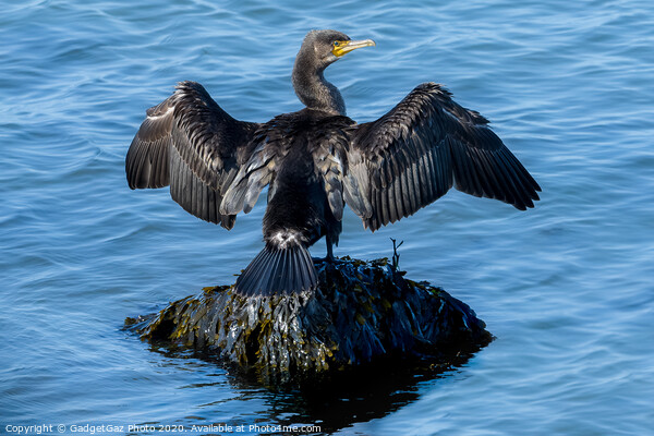A Cormorant drying its wings Picture Board by GadgetGaz Photo