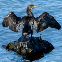 Buy canvas prints of A Cormorant drying its wings by GadgetGaz Photo