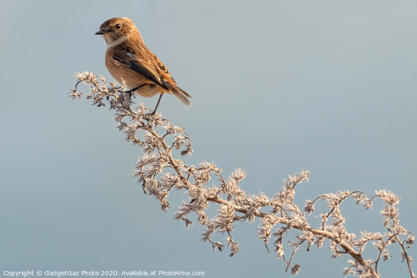 Female Stonechat Picture Board by GadgetGaz Photo