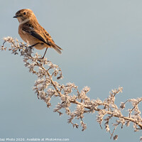 Buy canvas prints of Female Stonechat by GadgetGaz Photo