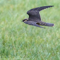 Buy canvas prints of Juvenile Hobby by GadgetGaz Photo