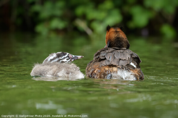 A Great crested grebbe chick and adult Grebe Picture Board by GadgetGaz Photo