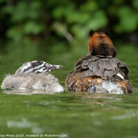 Buy canvas prints of A Great crested grebbe chick and adult Grebe by GadgetGaz Photo