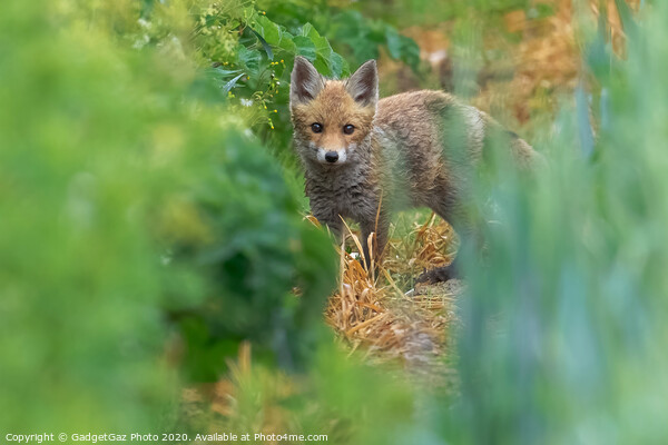 A fox cub in the fields Picture Board by GadgetGaz Photo