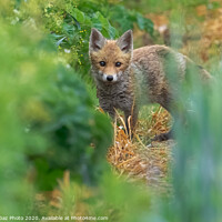 Buy canvas prints of A fox cub in the fields by GadgetGaz Photo