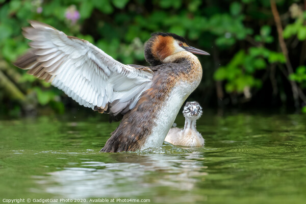 Great crested grebe adult and young Picture Board by GadgetGaz Photo