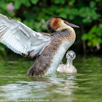 Buy canvas prints of Great crested grebe adult and young by GadgetGaz Photo