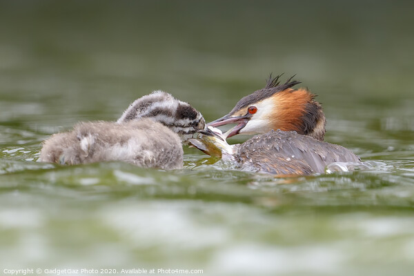 Great crested grebe and juvenile fishing. Picture Board by GadgetGaz Photo