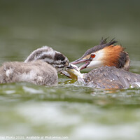 Buy canvas prints of Great crested grebe and juvenile fishing. by GadgetGaz Photo