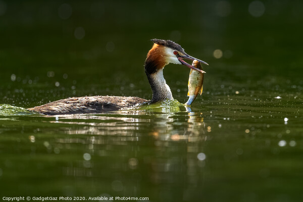 Great crested grebe with her fish. Picture Board by GadgetGaz Photo