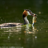 Buy canvas prints of Great crested grebe with her fish. by GadgetGaz Photo