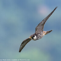 Buy canvas prints of Hobby in flight by GadgetGaz Photo