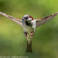 Buy canvas prints of House sparrow hunting, wings spread. by GadgetGaz Photo