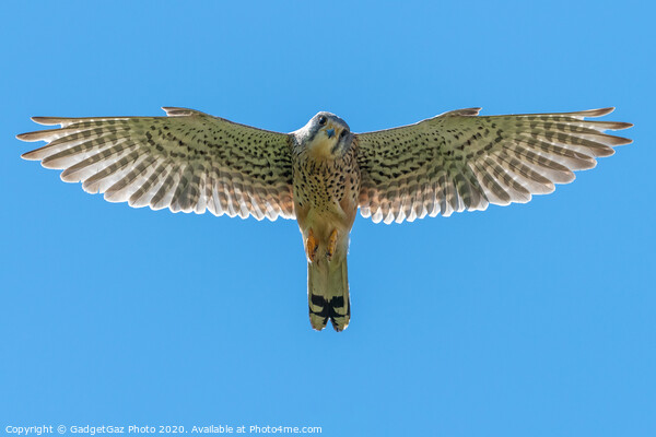 Kestrel looking down at you Picture Board by GadgetGaz Photo