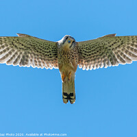 Buy canvas prints of Kestrel looking down at you by GadgetGaz Photo