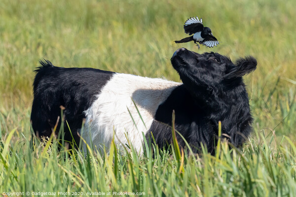 Magpie & Belted Galloway Cow Picture Board by GadgetGaz Photo