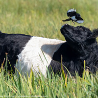 Buy canvas prints of Magpie & Belted Galloway Cow by GadgetGaz Photo
