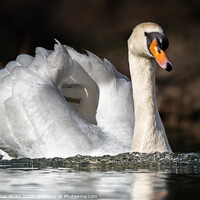 Buy canvas prints of Mute swan on the lake by GadgetGaz Photo