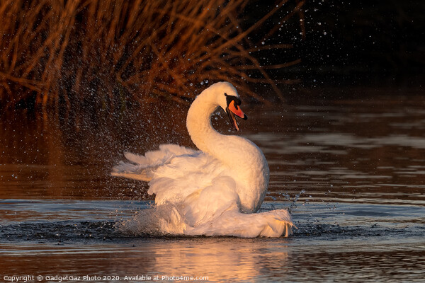 A mute Swan bathing at sunrise. Picture Board by GadgetGaz Photo