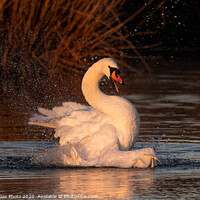 Buy canvas prints of A mute Swan bathing at sunrise. by GadgetGaz Photo