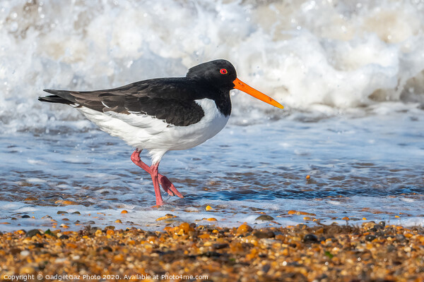 An Oystercatcher on the surf. Picture Board by GadgetGaz Photo