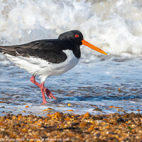 Buy canvas prints of An Oystercatcher on the surf. by GadgetGaz Photo