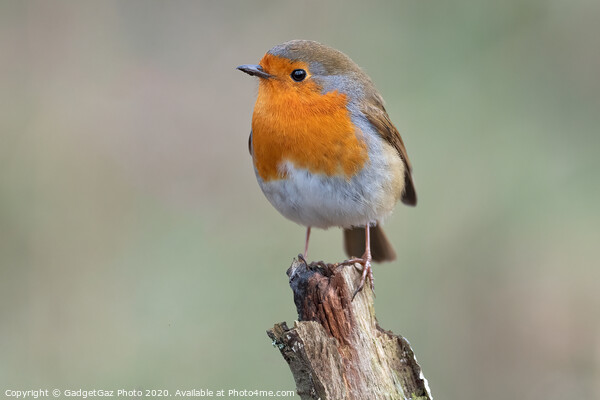 Beautiful Robin redbreast Picture Board by GadgetGaz Photo
