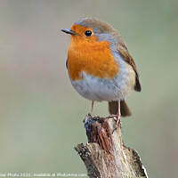 Buy canvas prints of Beautiful Robin redbreast by GadgetGaz Photo