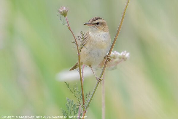 Sedge Warbler Picture Board by GadgetGaz Photo