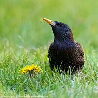 Buy canvas prints of A starling eating a dandelion. by GadgetGaz Photo