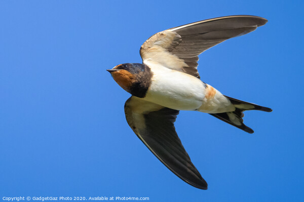Swallow in flight Picture Board by GadgetGaz Photo