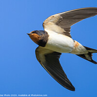 Buy canvas prints of Swallow in flight by GadgetGaz Photo