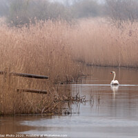 Buy canvas prints of Swan at the marshes by GadgetGaz Photo