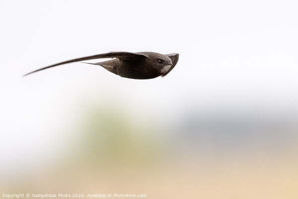 A Swift in flight Picture Board by GadgetGaz Photo