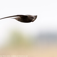 Buy canvas prints of A Swift in flight by GadgetGaz Photo