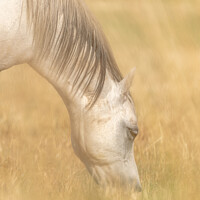 Buy canvas prints of White Horse through the creamy fields of hay. by GadgetGaz Photo