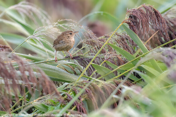 A little Wren in the dew filled reeds. Picture Board by GadgetGaz Photo