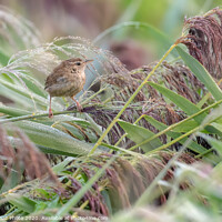 Buy canvas prints of A little Wren in the dew filled reeds. by GadgetGaz Photo
