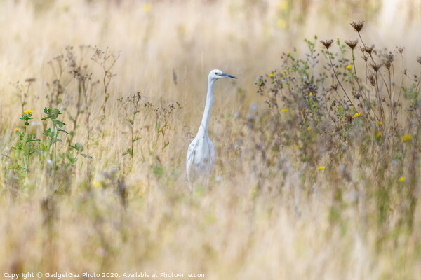 Little Egret in the fields Picture Board by GadgetGaz Photo