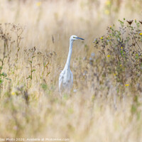 Buy canvas prints of Little Egret in the fields by GadgetGaz Photo