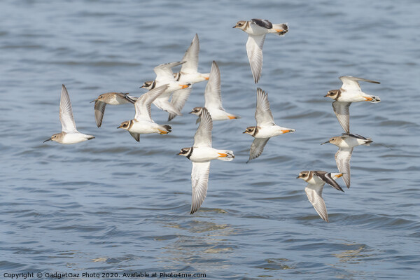 Ringed Plover & Dunlin flying at Seasalter Picture Board by GadgetGaz Photo