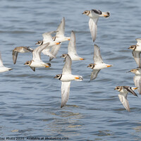 Buy canvas prints of Ringed Plover & Dunlin flying at Seasalter by GadgetGaz Photo
