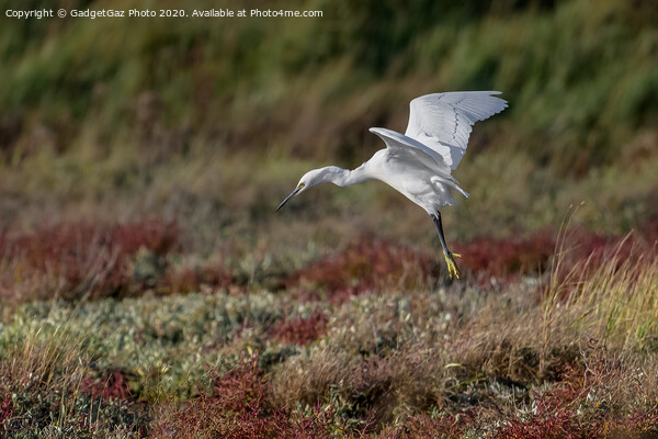 Little Egret in the Autumn Picture Board by GadgetGaz Photo