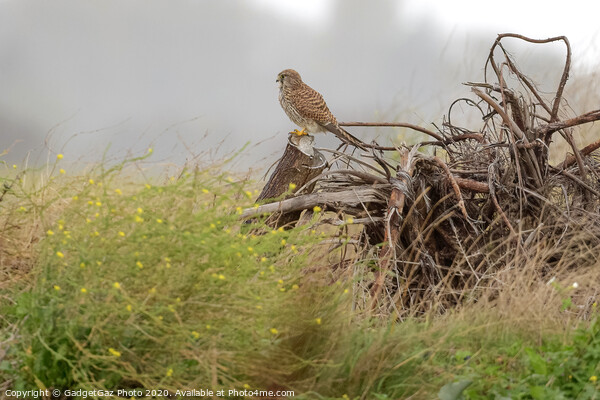 Kestrel perched on a cut down tree stump Picture Board by GadgetGaz Photo