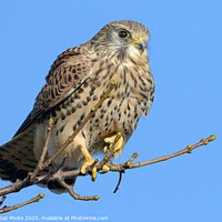 Buy canvas prints of Kestrel on the lookout by GadgetGaz Photo