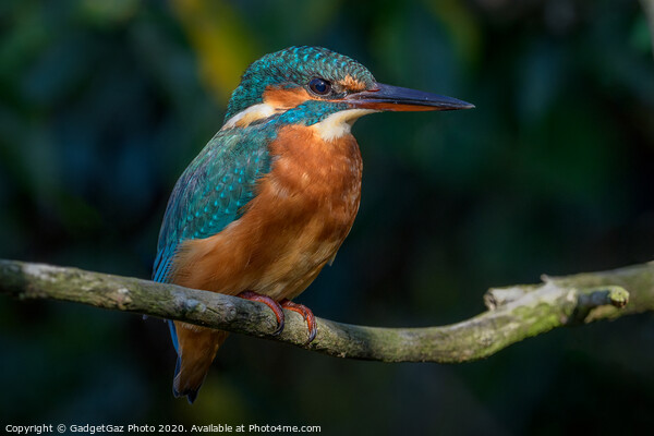 Kingfisher female Picture Board by GadgetGaz Photo