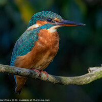 Buy canvas prints of Kingfisher female by GadgetGaz Photo