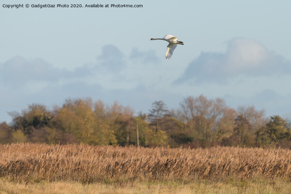 Swan over the Marshes Picture Board by GadgetGaz Photo