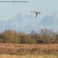 Buy canvas prints of Swan over the Marshes by GadgetGaz Photo