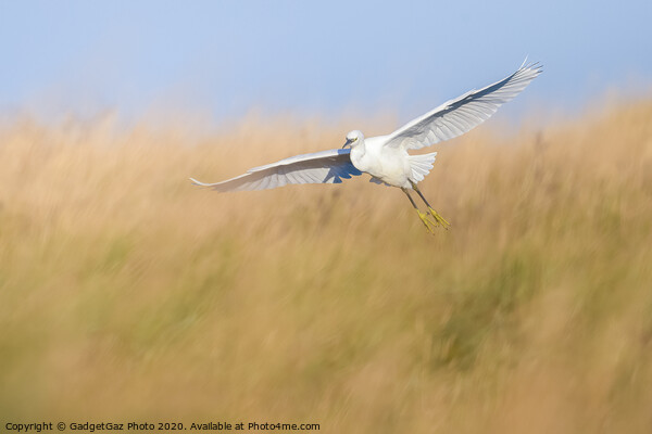 Little Egret through the grass Picture Board by GadgetGaz Photo